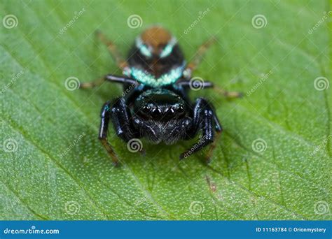 An Iridescent Blue Jumping Spider Stock Images - Image: 11163784