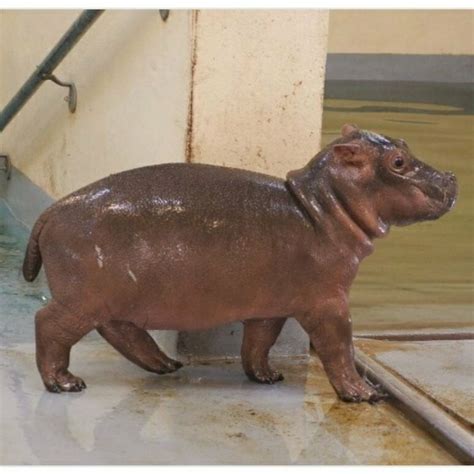 53 Baby Hippos That Will Make Everything Better Bored Panda