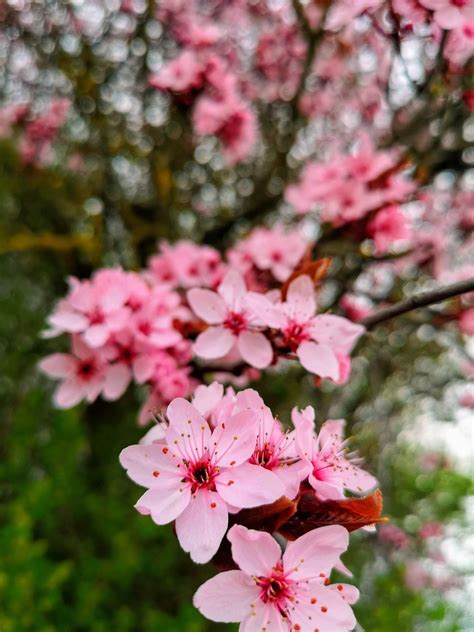 Cherry Blossom Tree - Free photo on Pixabay - Pixabay