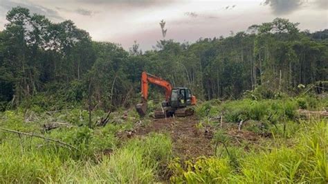 Cara BPDPKS Stabilkan Harga CPO Dan Kesejahteraan Petani