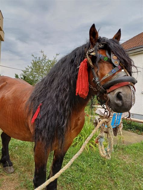 Konj Pastuv Zdrijebac Konji Olx Ba