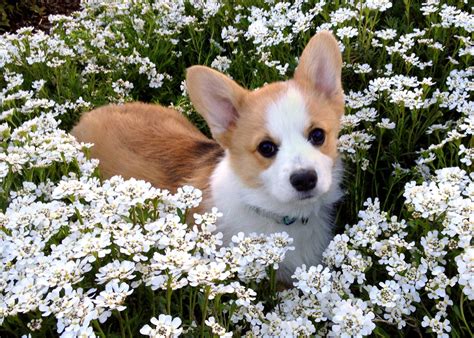 Winston In The Flowers Cute Corgi Puppy Corgi Dog Cute Puppies Dogs