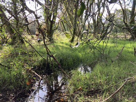 Ploerdut Territoires De Faune Sauvage