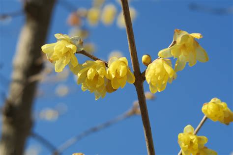 国営昭和記念公園で冬の花が開花 2023年12月28日（木） Peaの植物図鑑