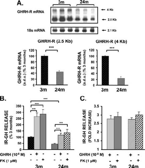 Pituitary Growth Hormone Secretagogue Receptor Ghs R Messenger Rna