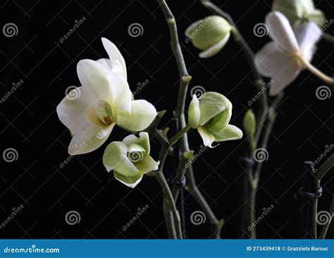 Beautiful White Orchid Flowers. Stock Photo - Image of yellow, botany ...