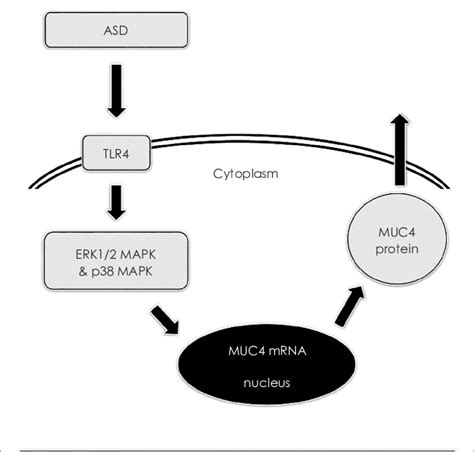 The Schematic Signaling Pathway Of Asd On Muc4 Expression In Human Download Scientific Diagram