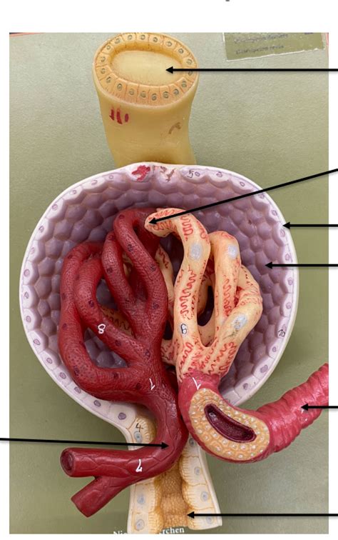 Renal Corpuscle Lab Exam 3 Diagram Quizlet