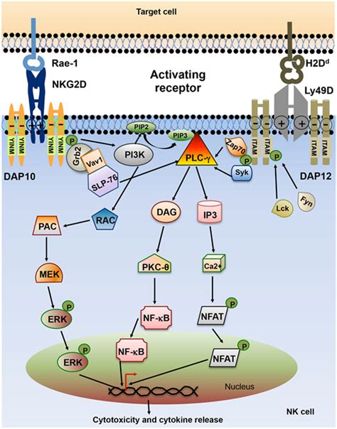 Frontiers The Molecular Mechanism Of Natural Killer Cells Function