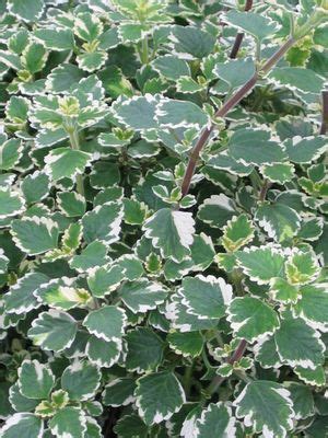 Swedish Ivy “Variegated” – Stone Brothers