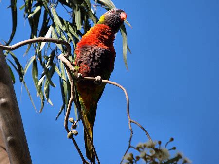 AUSTRALIAN BIRDS - BACKYARD BIRDS