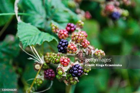 Bramble Thorns Photos and Premium High Res Pictures - Getty Images