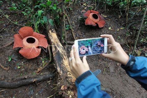 Dua Rafflesia Arnoldi Mekar Antara Foto