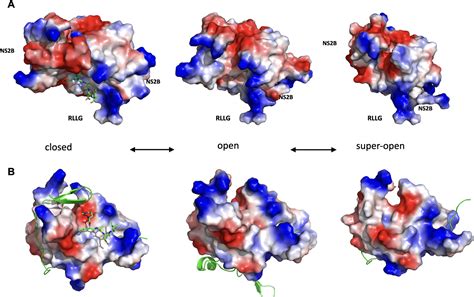 unveiling zika virus multi purpose enzyme  potential therapeutic