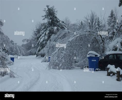 Snowy road with snow covered trees Stock Photo - Alamy