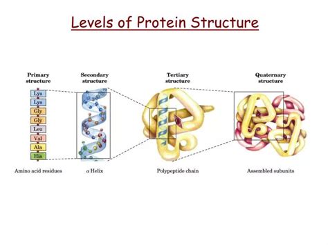 PPT - Levels of Protein Structure PowerPoint Presentation, free download - ID:3696142