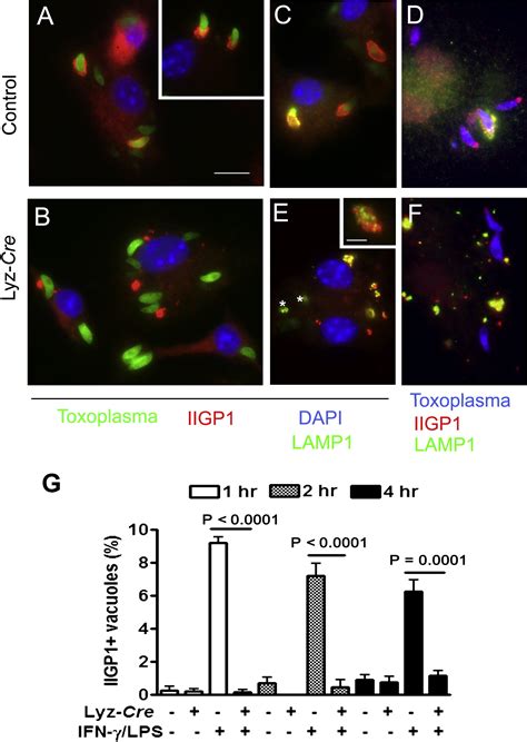 Autophagosome Independent Essential Function For The Autophagy Protein