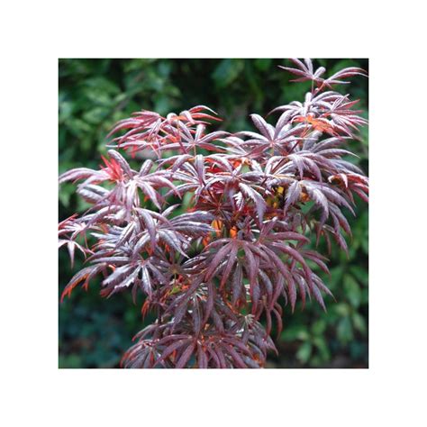 Acer Palmatum Trompenburg Japanese Maple