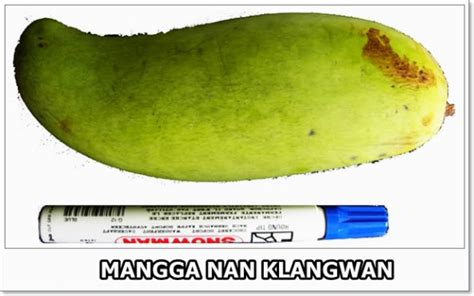 Caraka Purwo Wibisono Mengenal Manfaat Dan Khasiat Buah Mangga Nan