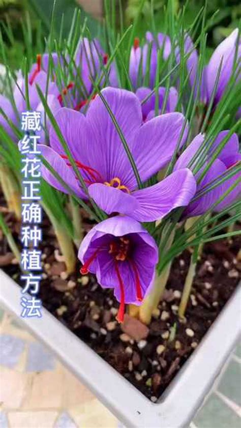 藏红花正确种植方法 高清1080P在线观看平台 腾讯视频