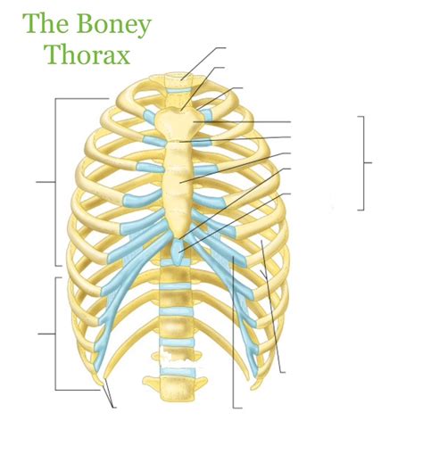 The Bony Thorax Diagram Quizlet