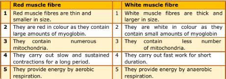 Write The Difference Between Red And White Muscles