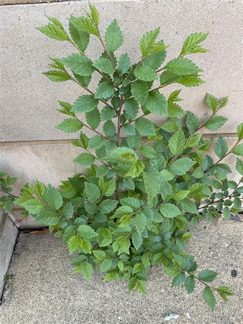 Chinese Siberian Elms Ulmus Parviflora U Pumila