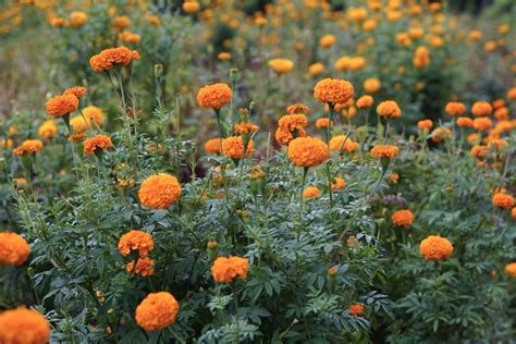 African Marigold Plant Care And Growing Guide Plants Plant Care Growing Marigolds