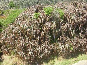 Aloe Arborescens Krantz Aloe