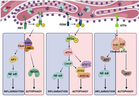 Frontiers Crosstalk Between Er Stress Autophagy And Inflammation