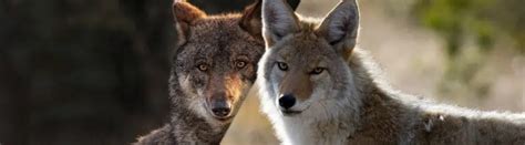 Wolf vs. Coyote: Similarities And Differences Explained