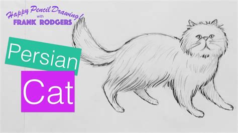 How To Draw A Pencil Sketch Of A Persian Cat Happy Drawing With Frank