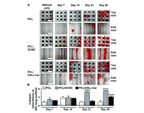 Effect Of 3d Printed Pcl Scaffold Surface Functionalization By Scmc Or Download Scientific