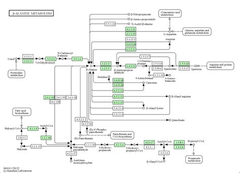 KEGG PATHWAY Beta Alanine Metabolism Homo Sapiens Human