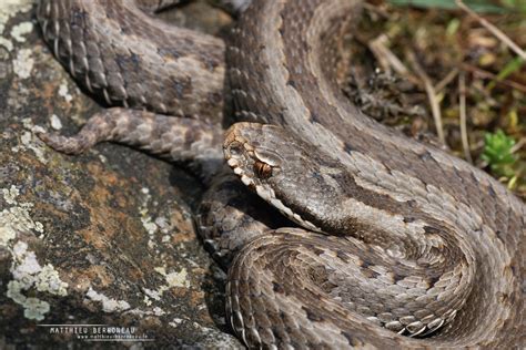 Vipère de Seoane Vipera seoanei Seoane s Viper Matthieu Berroneau