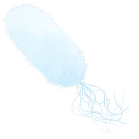 Flagellate Rods Bacteria. Different types of bacteria. 42979271 PNG
