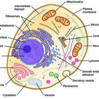 Representative Structure Of The Cell Showing Their Constituent