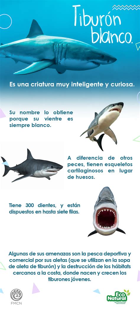 Tiburones Blancos Los Depredadores del Océano