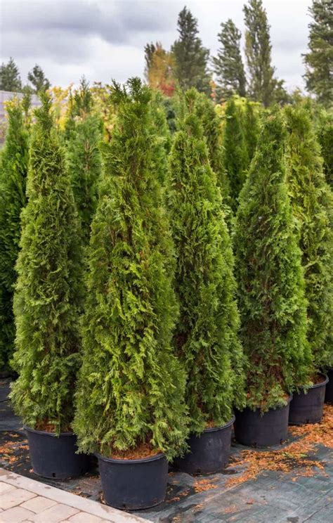 7 best evergreen shrubs for privacy 🌿 🛡 Creating a natural green barrier