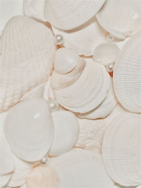 White Seashells Wallpaper