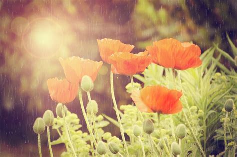 Flowers Flower Rain · Free photo on Pixabay