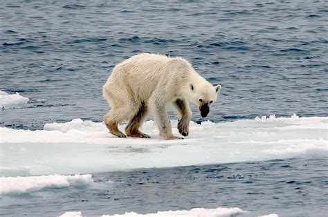 El Efecto Del Calentamiento Global Se Puede Sentir Las Temperaturas