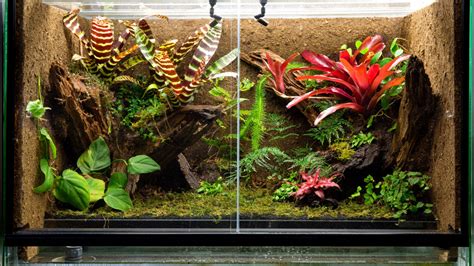 Vivarium Plants You Need To Thrive In Your Tropical Habitat