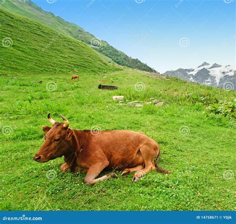 Top 104 Pictures If Cows Are Lying Down Is It Going To Rain Latest 09 2023