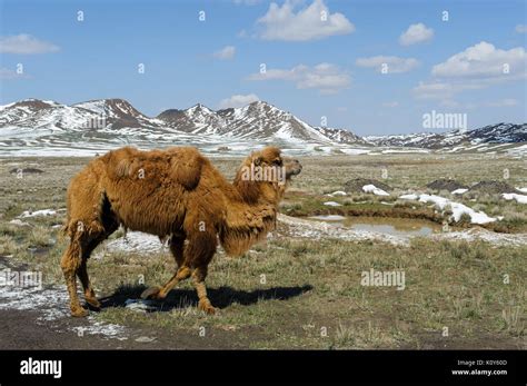 Bactrian camels hi-res stock photography and images - Alamy