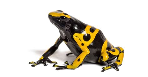 Poison Dart Frog Animal Facts | AZ Animals