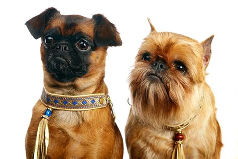 Brussels Griffon Dog Breed Information