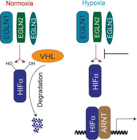 Schematic Diagram Of Oxygen Dependent HIF Regulation In Normoxia