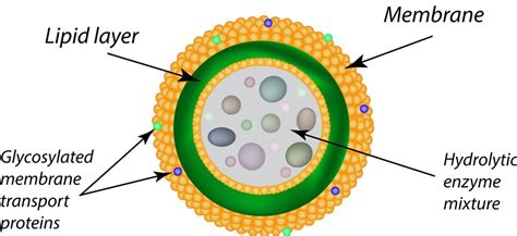 Lysosomes And Its Functions Biology Ease