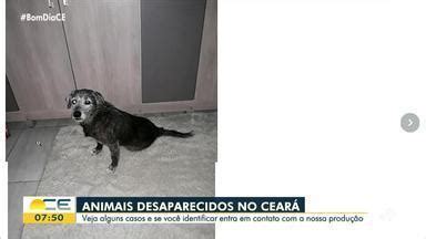 Bom Dia Cear Donos De Animais Desaparecidos Pedem Ajuda Para